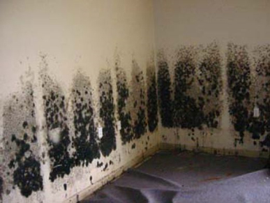 Mold and Mildew Removal Oakland, CA