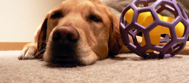 Pet Stain and Odor Removal Oakland, CA