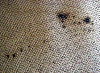 Spot & Stain Removal Oakland, CA