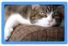 Upholstery Cleaning Oakland, CA